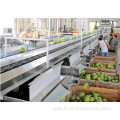 fruit screw tomato grading sorting machine with conveyor